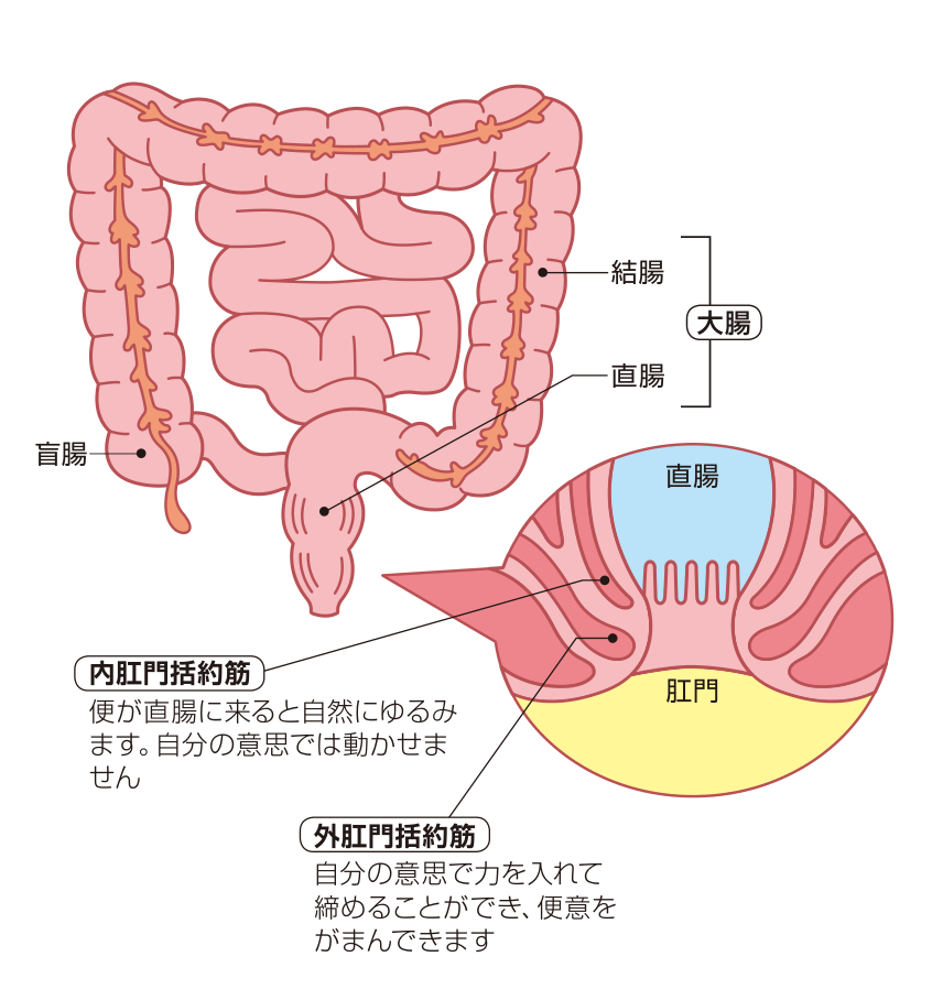 大腸（結腸・直腸）と肛門の内肛門括約筋・外肛門括約筋のしくみを示した図