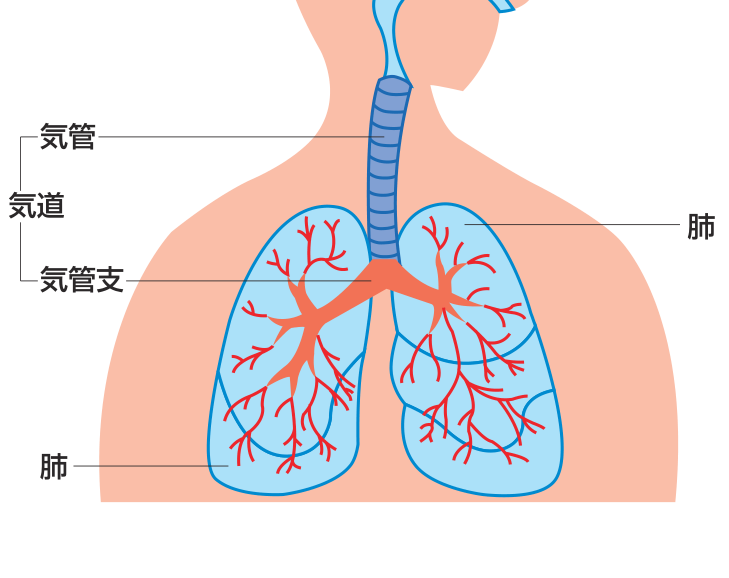 気道は喉から気管・気管支を通って肺へ通じることを示した図