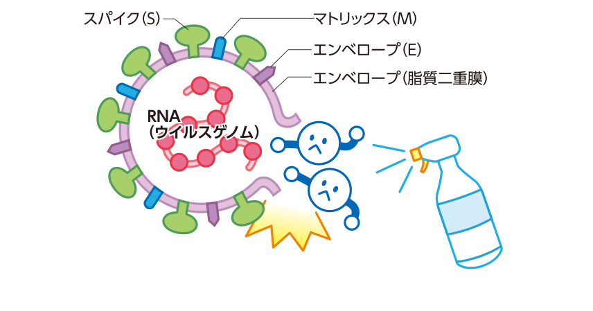 新型コロナウイルスの構造を示した図。スパイク(S)、マトリックス(M)、エンベロープ(E)というタンパク質とRNA(ウイルスゲノム)からなり、脂質二重膜でできたエンベロープをアルコール消毒が破壊するようすを表している