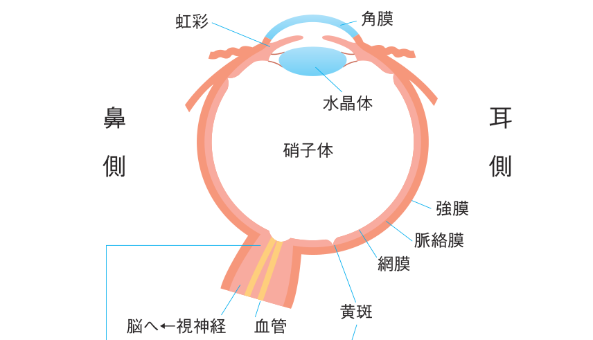 眼球の断面図。角膜、虹彩、水晶体、硝子体、強膜、脈絡膜、網膜、黄斑、視神経乳頭と、視神経が脳へつながるようすを示している
