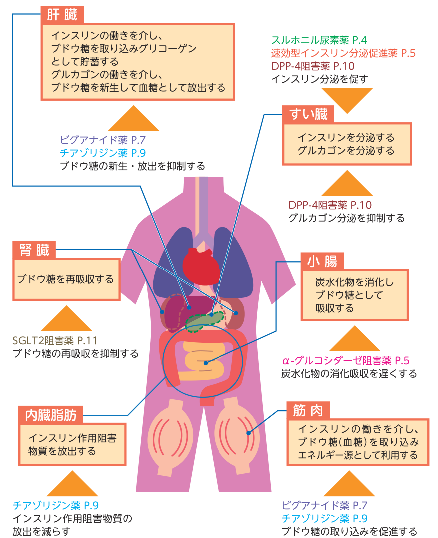 肝臓・すい臓・小腸・腎臓・筋肉・内臓脂肪のそれぞれで、糖尿病治療薬がどのように働くかを示した全身の図