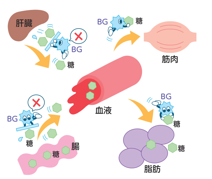BG薬が肝臓からのブドウ糖の放出と腸からのブドウ糖の吸収を抑え、筋肉や脂肪でのブドウ糖の取り込みを高めるようすを示した図