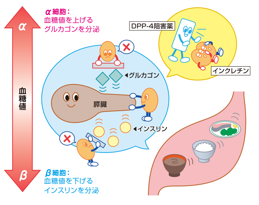 食事によって分泌されたインクレチンが膵臓に働きかけ、β細胞からのインスリン分泌を促し、α細胞からのグルカゴン分泌を抑えるしくみの図