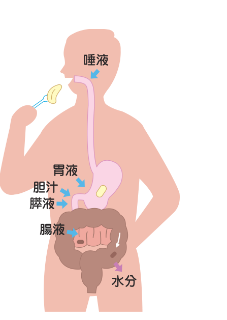 口から入った食べ物に唾液・胃液・胆汁・膵液・腸液が加わり、大腸で水分が吸収されるまでの流れを示した図