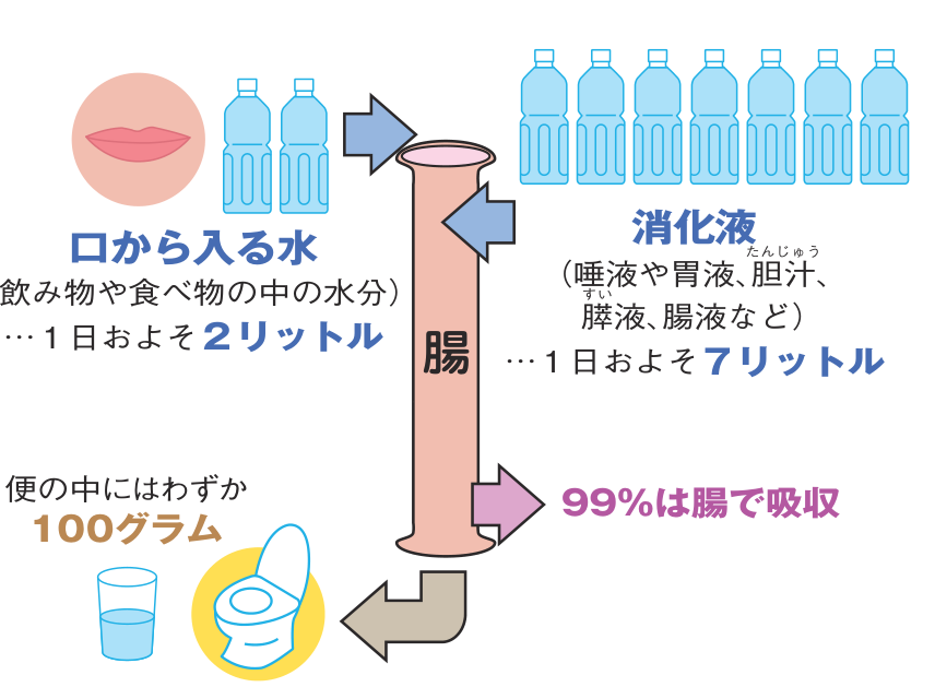 口から入る水は1日およそ2リットル、消化液はおよそ7リットル。その99％は腸で吸収され、便の中に残るのはわずか100グラムであることを示した図