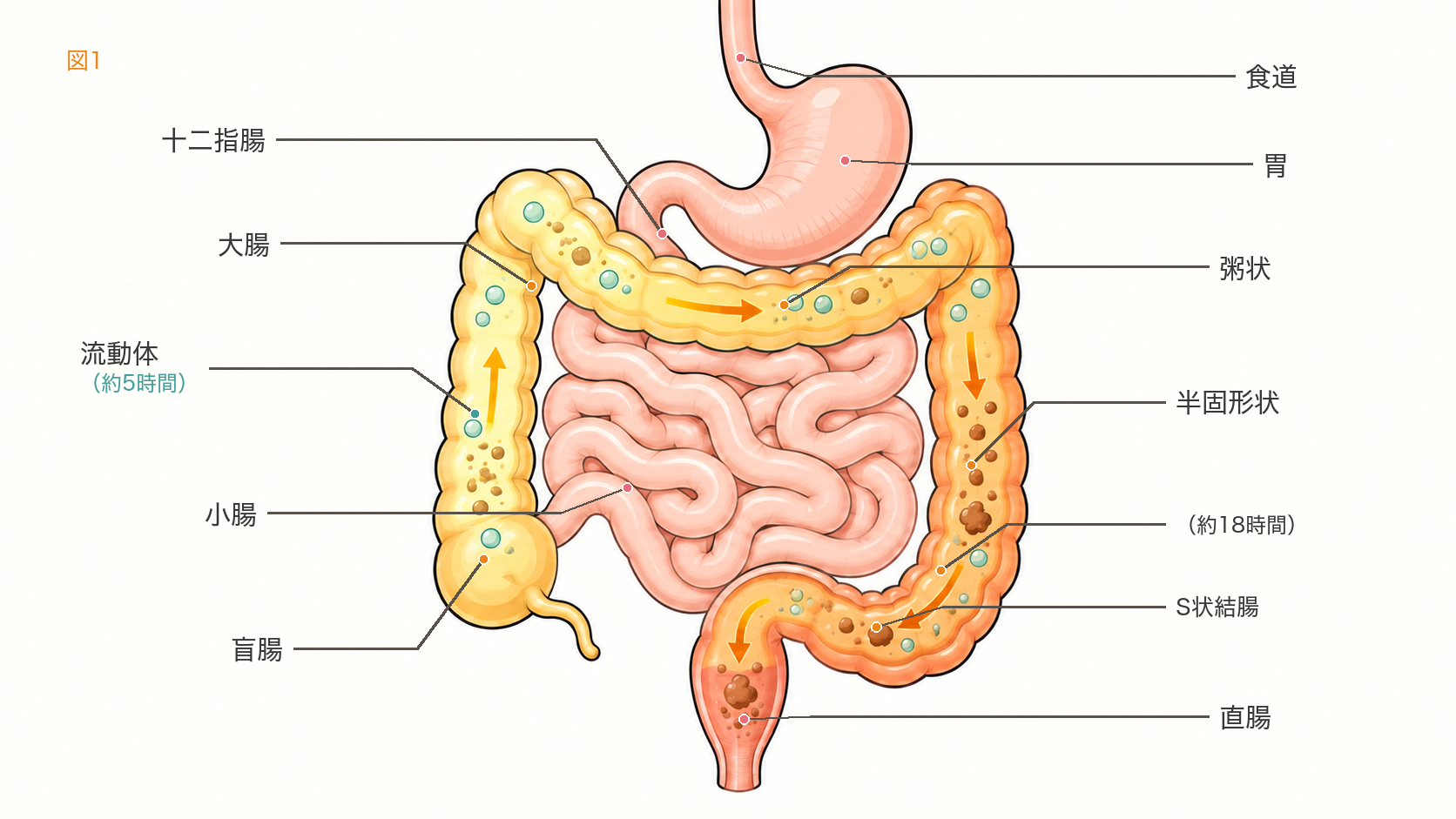 図1　食道・胃・十二指腸・小腸・盲腸・大腸・S状結腸・直腸の位置を示した消化管のイラスト。大腸の中で内容物は矢印の方向（上行結腸→横行結腸→下行結腸→S状結腸→直腸）に運ばれ、上行結腸では流動体（約5時間）、横行結腸では粥状、下行結腸では半固形状となり、約18時間でS状結腸に達する