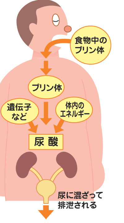 食物中のプリン体と、体内の遺伝子やエネルギー消費に由来するプリン体から尿酸が作られ、腎臓を通って尿に混ざって排泄されるまでを示した図