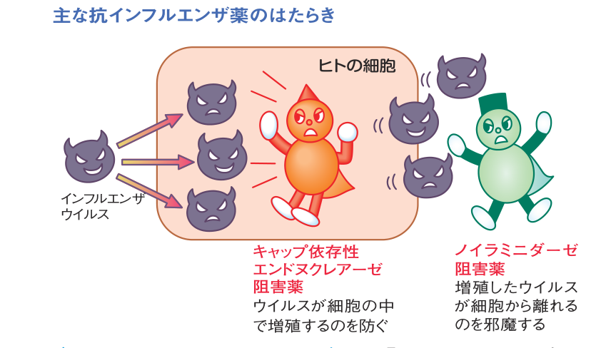 主な抗インフルエンザ薬のはたらき。キャップ依存性エンドヌクレアーゼ阻害薬はウイルスが細胞の中で増殖するのを防ぎ、ノイラミニダーゼ阻害薬は増殖したウイルスが細胞から離れるのを邪魔することを示した図
