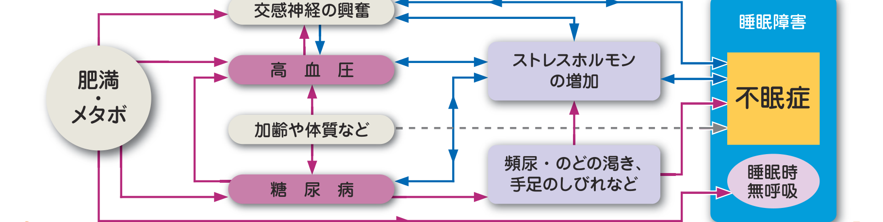 肥満・メタボが交感神経の興奮・高血圧・糖尿病を介してストレスホルモンの増加や頻尿・のどの渇きなどを招き、それらが不眠症や睡眠時無呼吸につながる悪循環を示した図