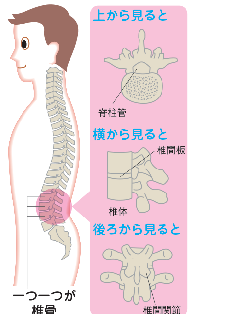 背骨を構成する椎骨を上から見た図（脊柱管）・横から見た図（椎体・椎間板）・後ろから見た図（椎間関節）