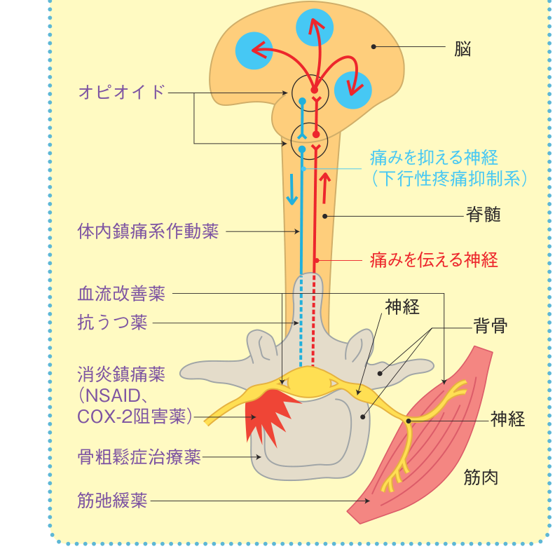 脳から脊髄を通り神経・筋肉に至る、痛みを伝える神経と痛みを抑える神経の経路に、オピオイド・体内鎮痛系作動薬・血流改善薬・抗うつ薬・消炎鎮痛薬・骨粗鬆症治療薬・筋弛緩薬がそれぞれ働く部位を示した図