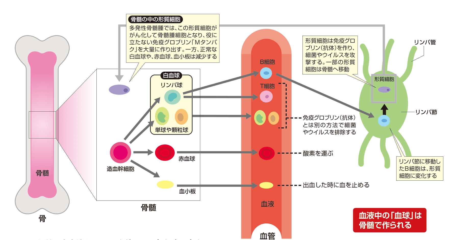 骨の内部の骨髄で造血幹細胞から白血球(リンパ球・単球や顆粒球)・赤血球・血小板が作られ、血液中でそれぞれ働くようす。リンパ節に移動したB細胞が形質細胞に変化し、一部は骨髄へ移動することを示した図