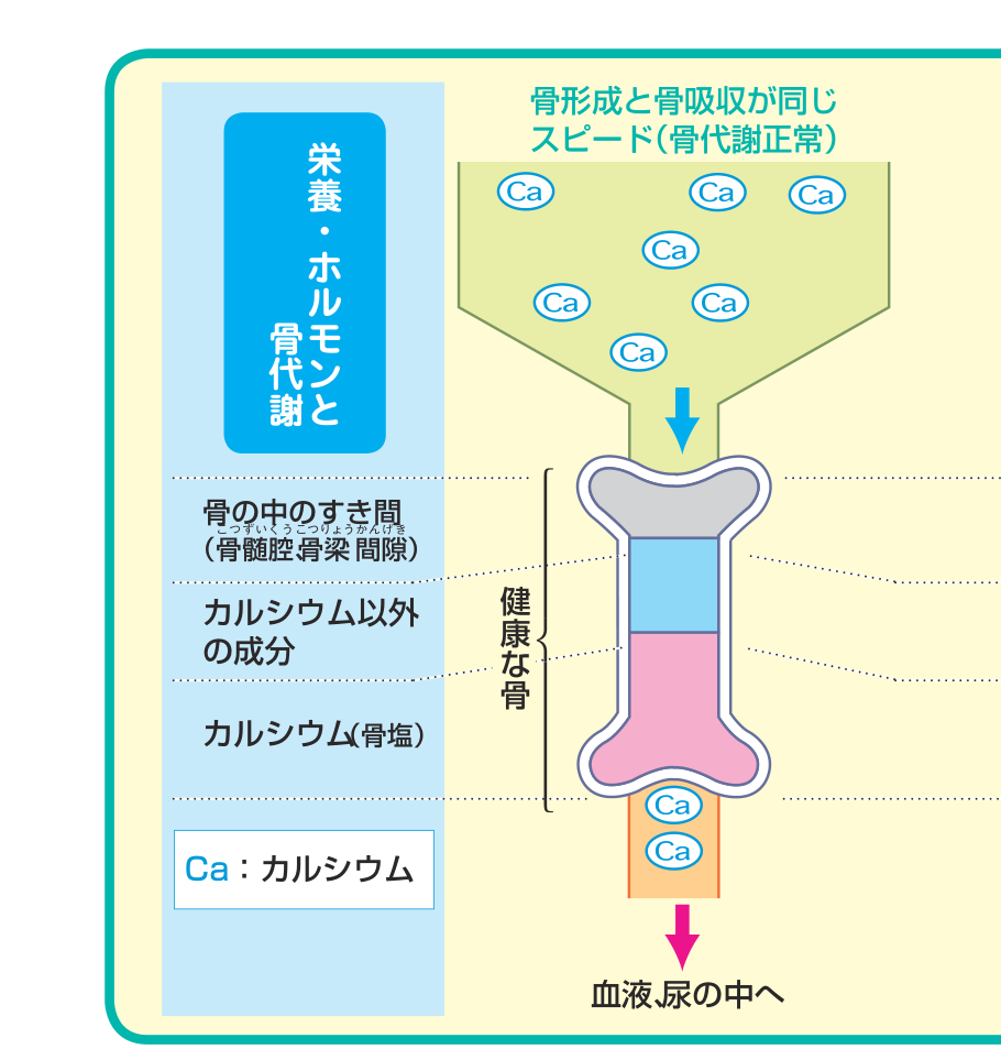 骨形成と骨吸収が同じ速さで進む健康な骨のしくみを示す図
