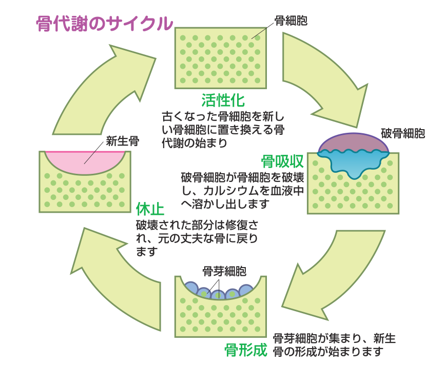 骨代謝のサイクル。活性化（古い骨細胞を新しい骨細胞に置き換える始まり）→骨吸収（破骨細胞が骨細胞を破壊しカルシウムを血液中へ溶かし出す）→休止（破壊された部分が修復される）→骨形成（骨芽細胞が集まり新生骨の形成が始まる）という流れを示した図