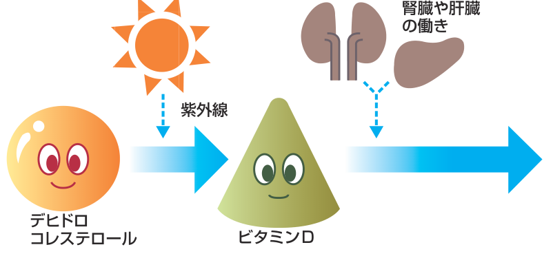 紫外線を浴びると皮膚でデヒドロコレステロールからビタミンDが作られ、腎臓や肝臓のはたらきで活性化されることを示した図