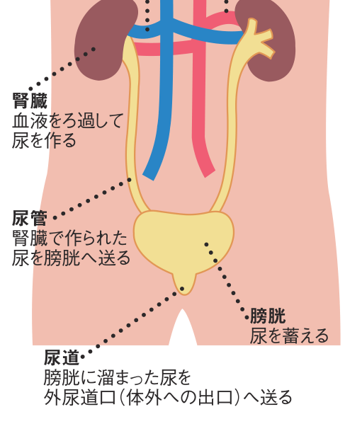 腎臓で作られた尿が尿管を通って膀胱に送られ、尿道から体外へ排出されるまでの流れを示した図