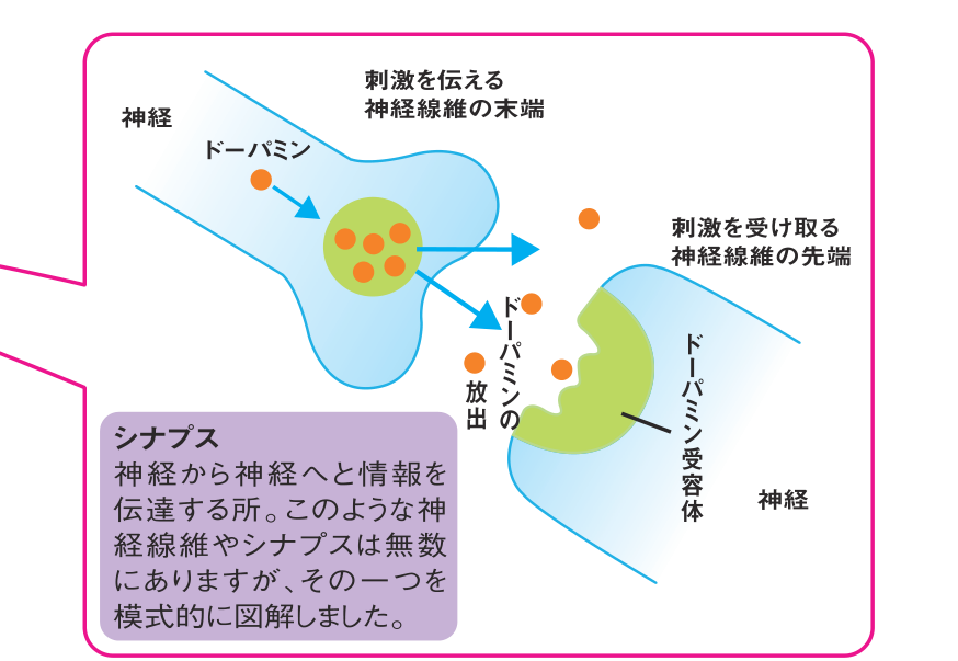 神経の末端からドーパミンが放出され、隣の神経のドーパミン受容体に届くシナプスのしくみを示した図