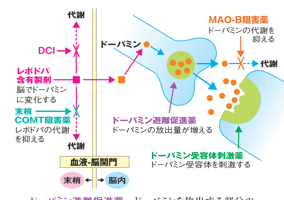 レボドパ含有製剤やドーパミン受容体刺激薬、MAO-B阻害薬、末梢COMT阻害薬など、パーキンソン病の飲み薬がドーパミンにどう作用するかを示した図