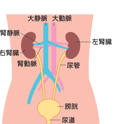 大静脈・大動脈から左右の腎臓に血液が流れ込み、腎静脈・腎動脈、尿管、膀胱、尿道へと尿がつながっていくようすを示した図