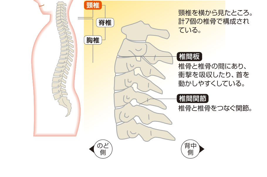 頸椎を横から見た図。頸椎は7個の椎骨からなり、椎骨の間には衝撃を吸収する椎間板、椎骨同士をつなぐ椎間関節がある