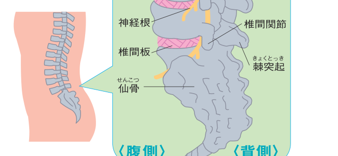 腰椎の断面図。椎間板・神経根・椎間関節・棘突起・仙骨の位置関係と、腹側・背側の向きを示した図