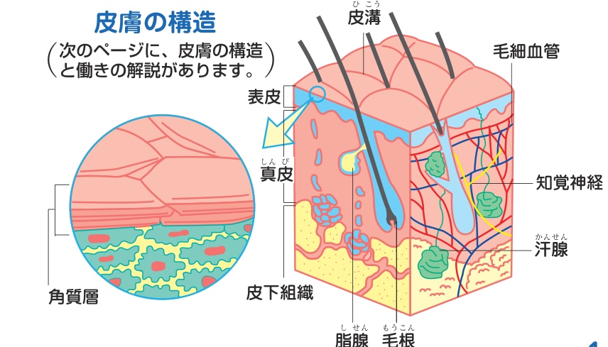 表皮・真皮・皮下組織からなる皮膚の断面と、角質層を拡大した図